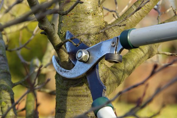 Tree Limb Trimming Service in American Fork