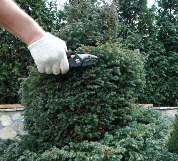 Ornamental Tree Trimming in American Fork