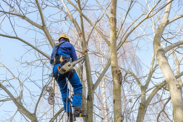 Large Tree Trimming in American Fork