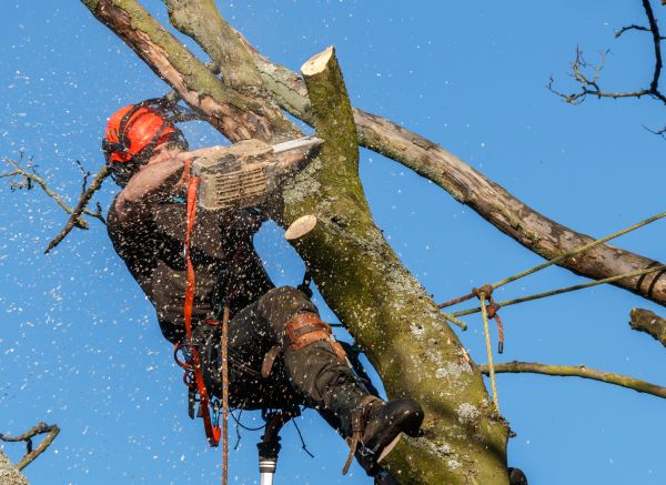 Tree Trimming Service in American Fork