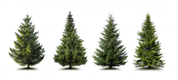 Cost of Pine Tree Trimming in American Fork