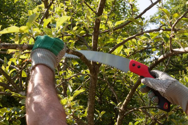 Apple Tree Trimming in American Fork